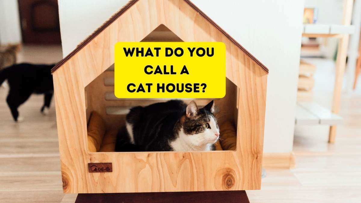 Choosing the Right Shelter for Your Pet