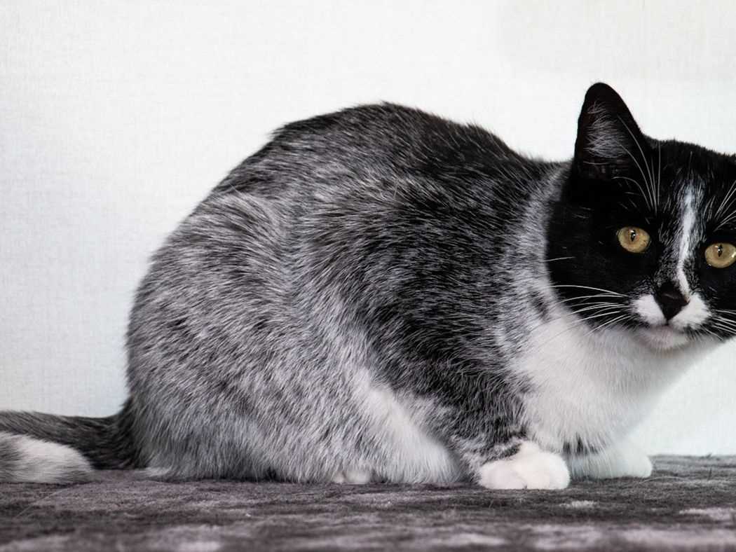 How to Identify and Care for Cats with Unique Colorations