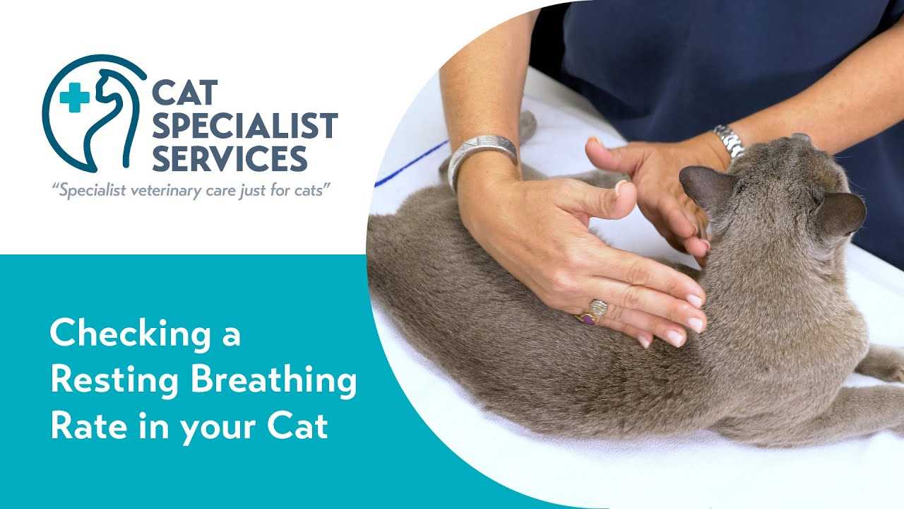 Factors Influencing Breathing Patterns