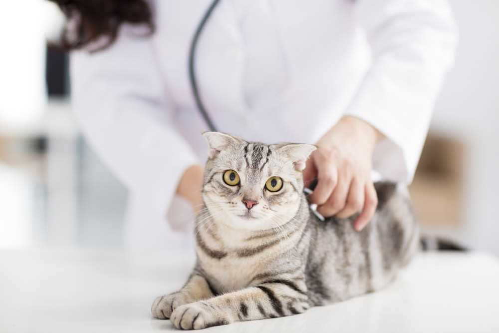 Understanding the Average Respiratory Rate in Cats
