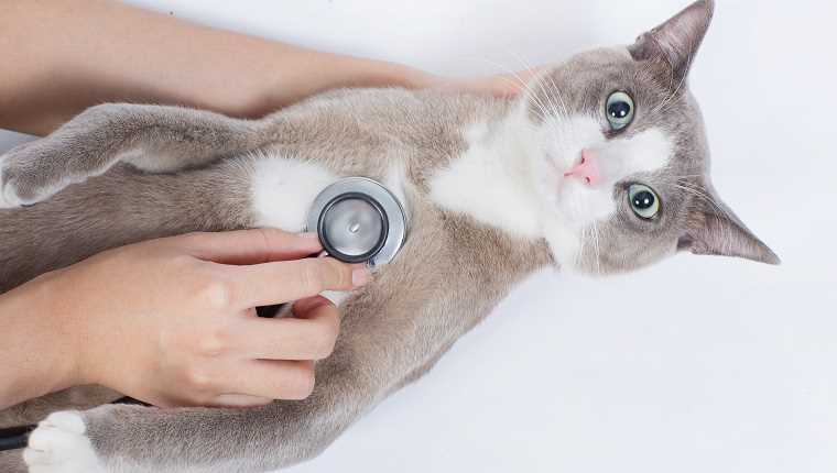 Typical Breathing Frequency in Felines