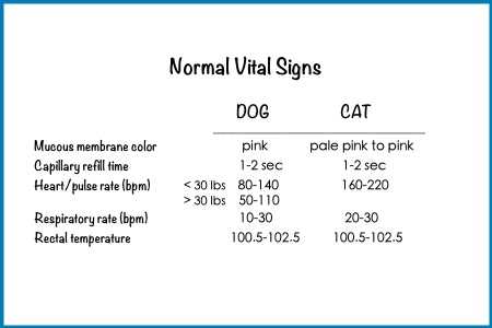 When to Seek Veterinary Help for Abnormal Breathing