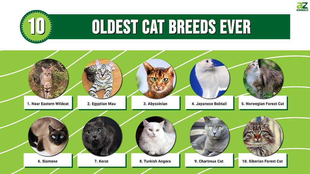 Comparative Analysis of Ancient Breeds and Their Characteristics