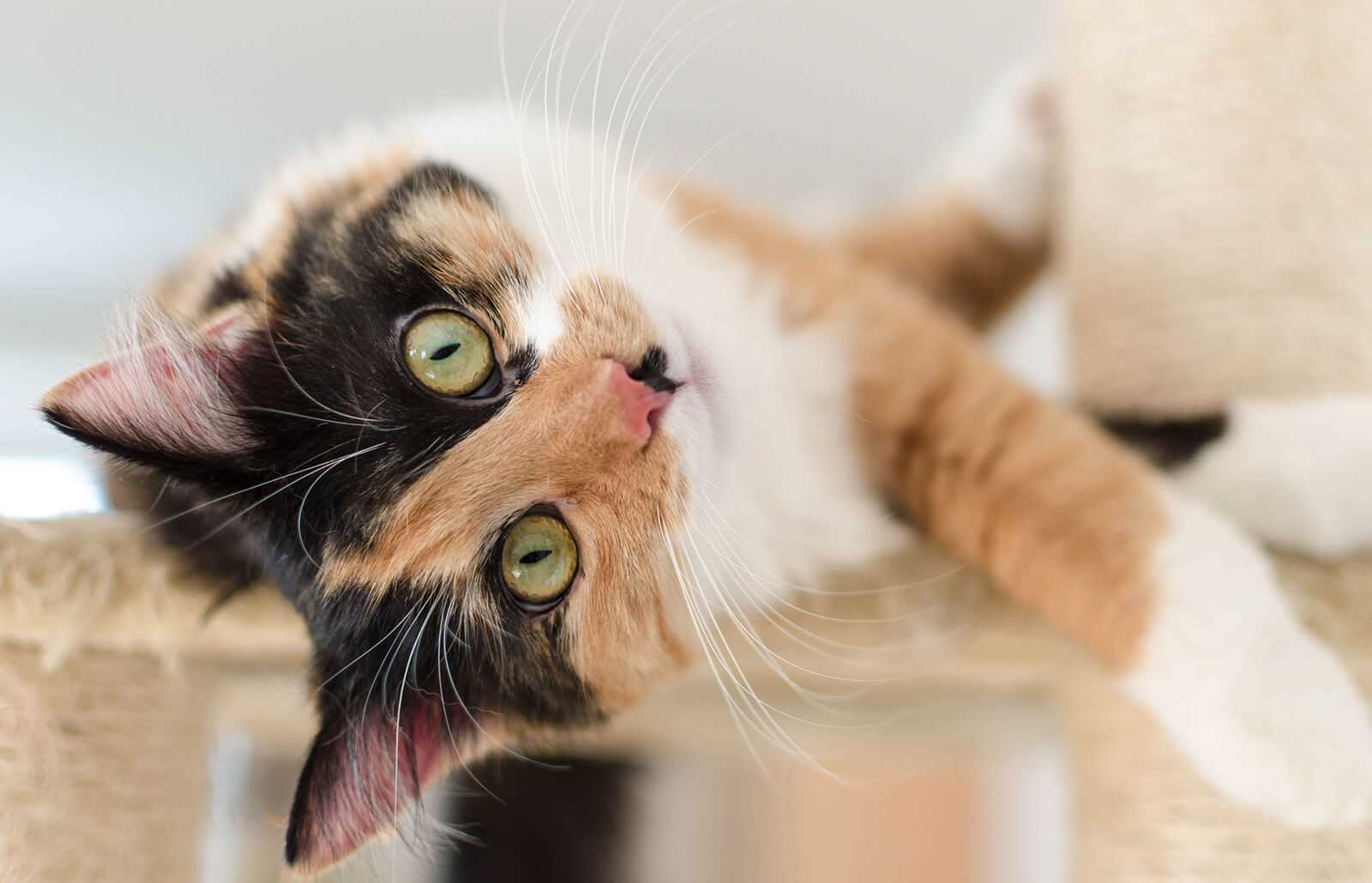 How to Build a Strong Bond with Your Calico Cat