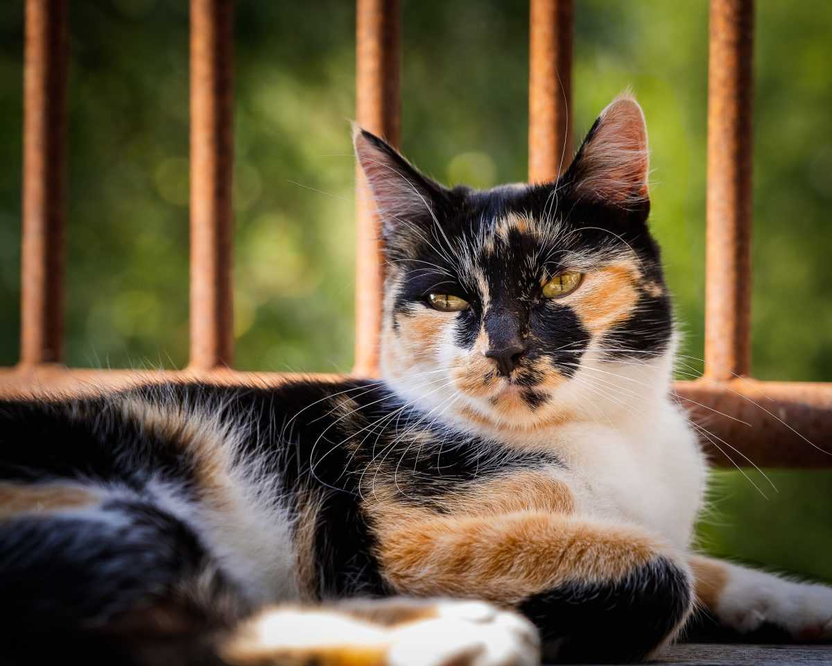 Addressing Potential Challenges in Feline Behavior