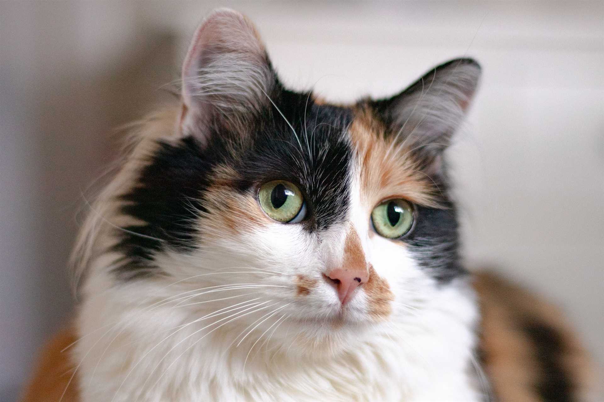 Common Behavioral Traits Exhibited by Calico Cats