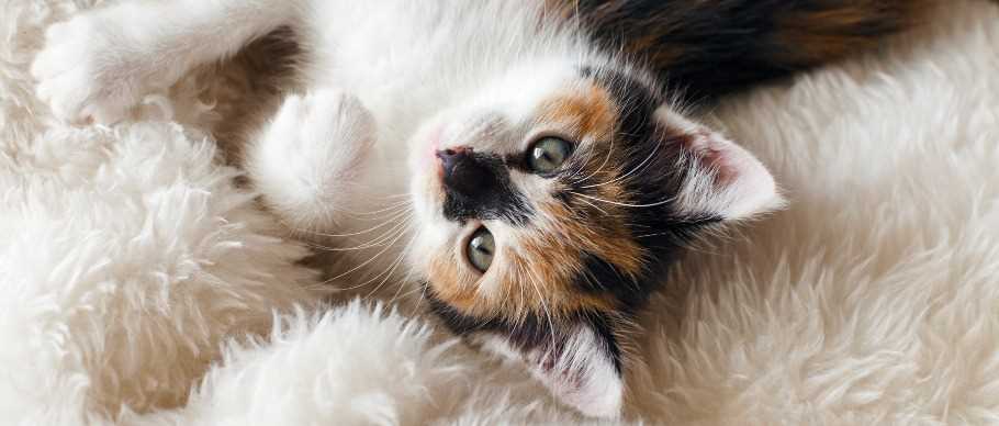 Understanding the Unique Temperament of Calico Cats
