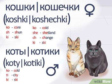 Regional Variations and Dialects for the Term 'Cat'