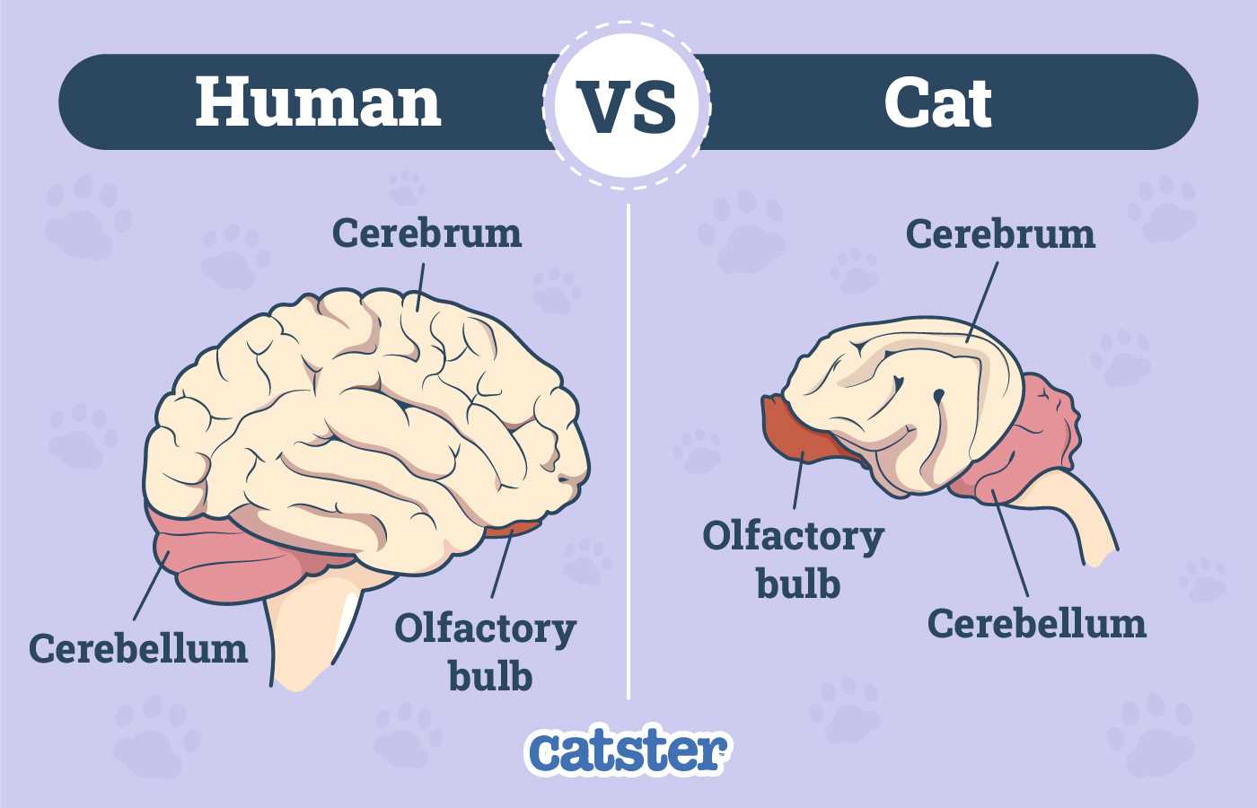 Comparing Brain Mass to Other Animals