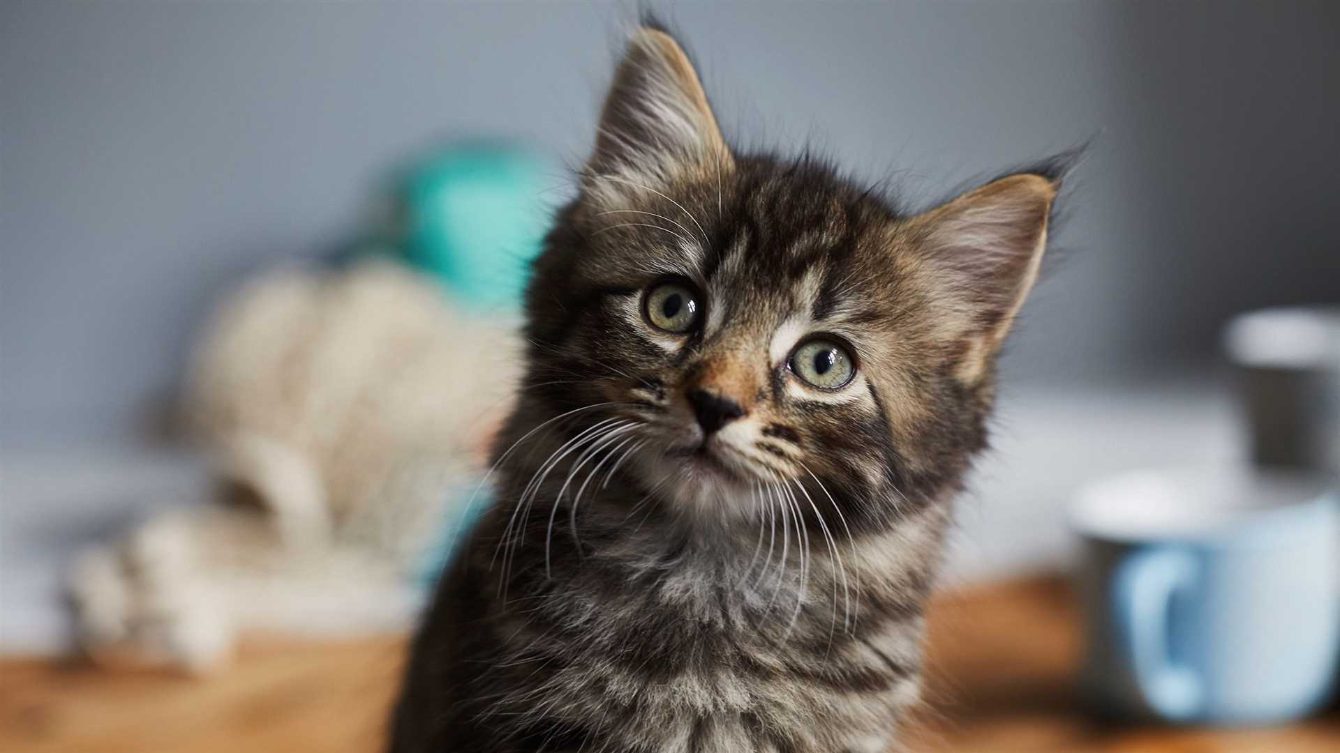Impact of Brain Volume on Feline Behavior and Intelligence