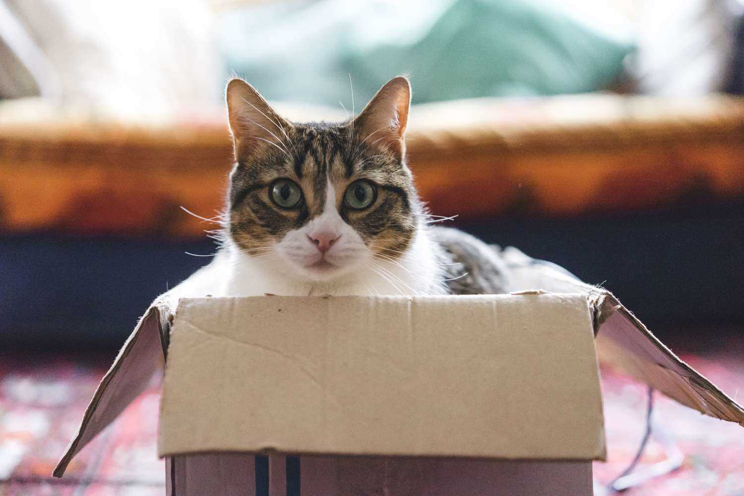 Common Phrases Involving 'Cat'