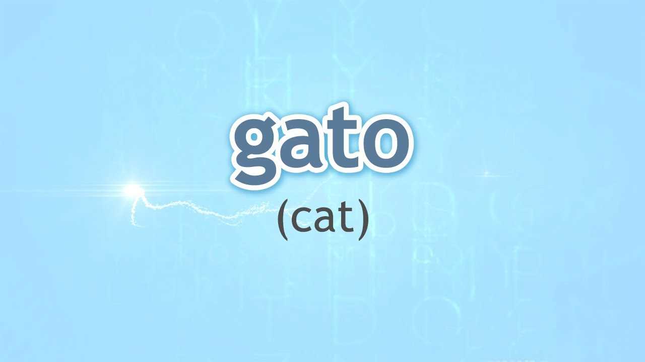 Common phrases and expressions involving felines