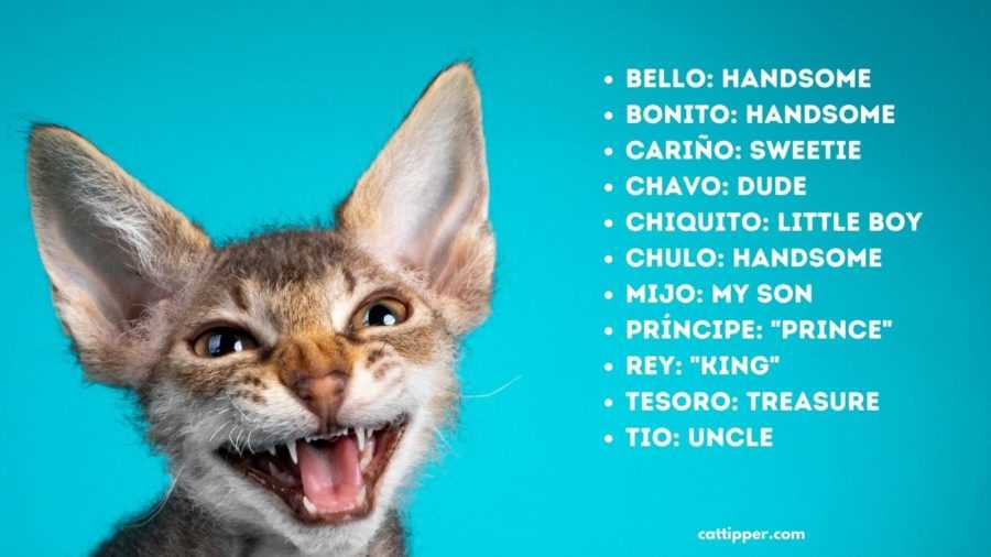 Understanding Basic Translation of 'Cat'