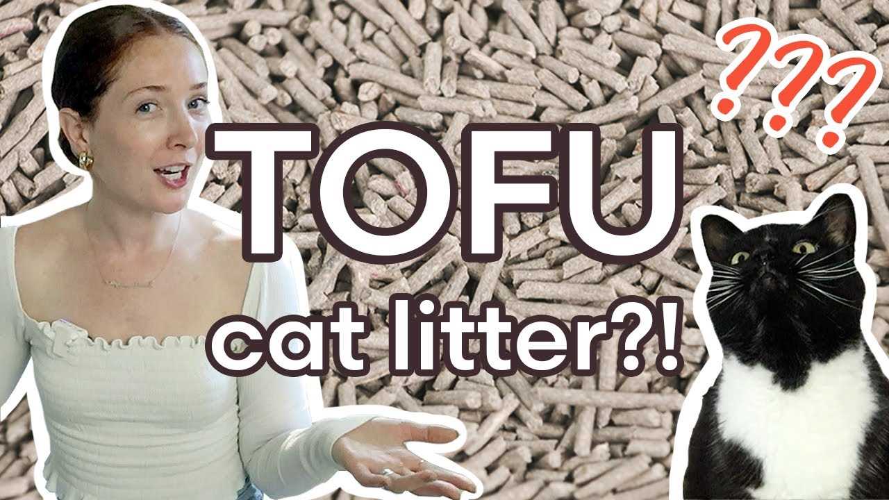 Comparing Tofu Cat Litter with Traditional Options: What to Consider