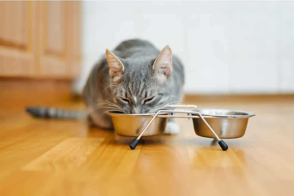 How to Modify Your Cat's Feeding Environment