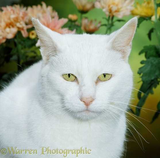 Physical Characteristics of the White Russian Feline