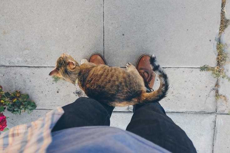 How to Respond to Your Feline's Affectionate Gestures