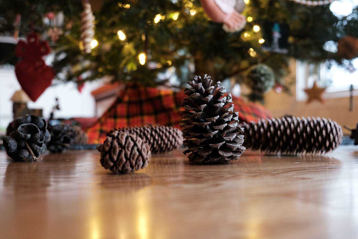 Understanding Feline Behavior Around Holiday Evergreens