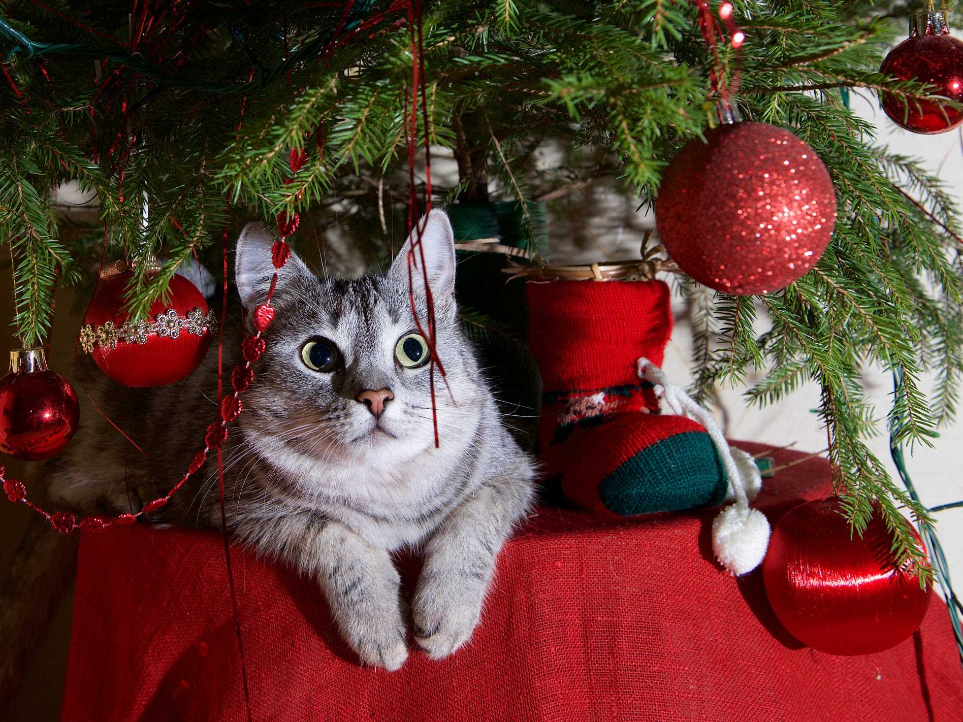 Using Scents and Deterrents to Protect Your Tree