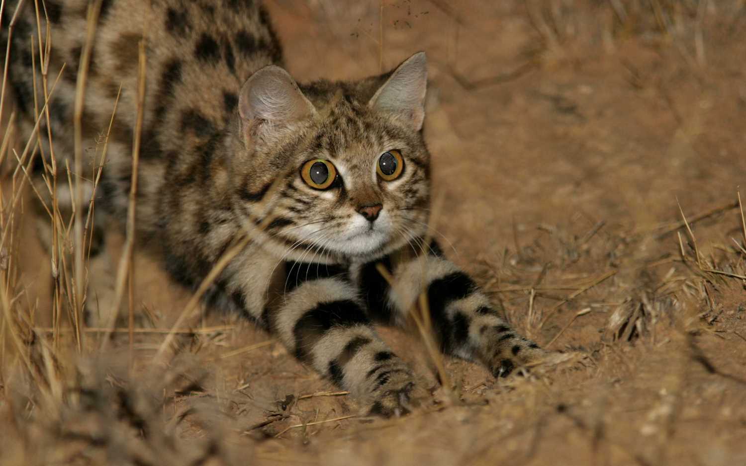 Common Household Poisons That Endanger Felines