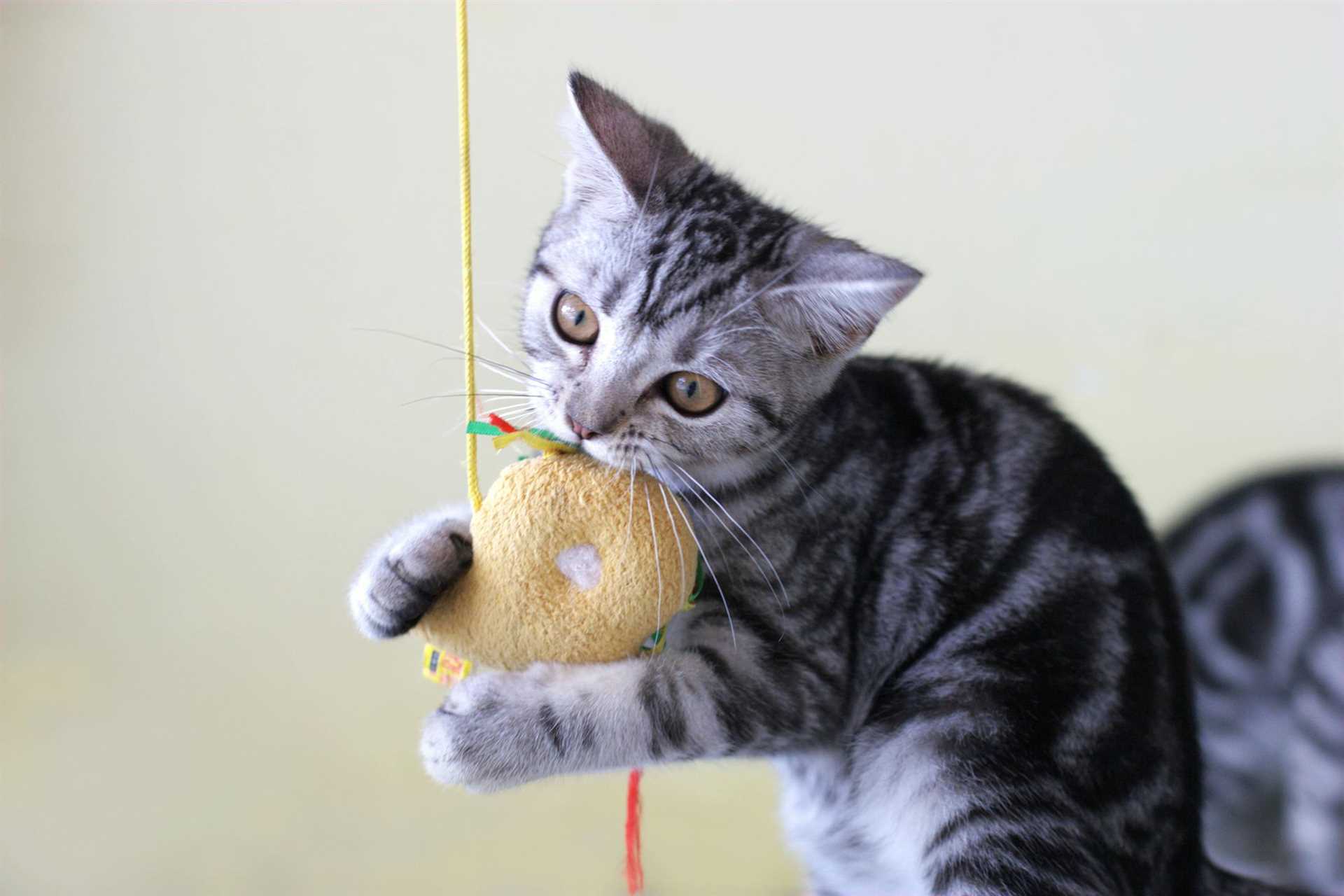 Understanding Dust Mite Habitats on Cats