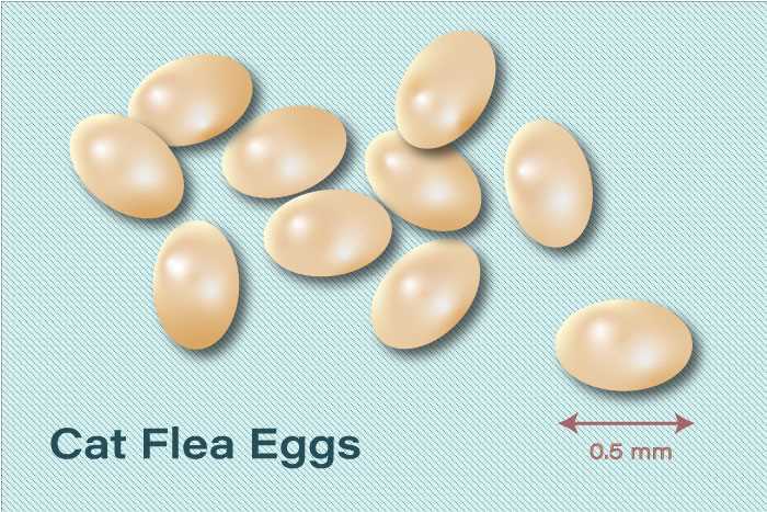 Natural Remedies for Eliminating Flea Eggs on Cats