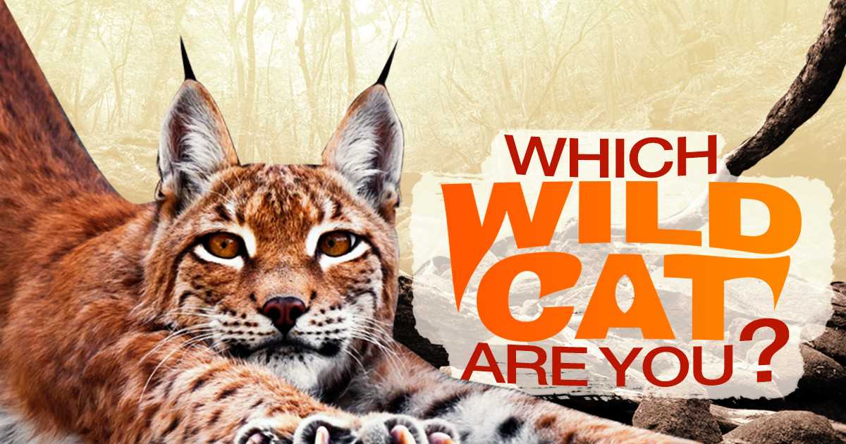Creating Engaging Quiz Questions to Determine Feline Personality