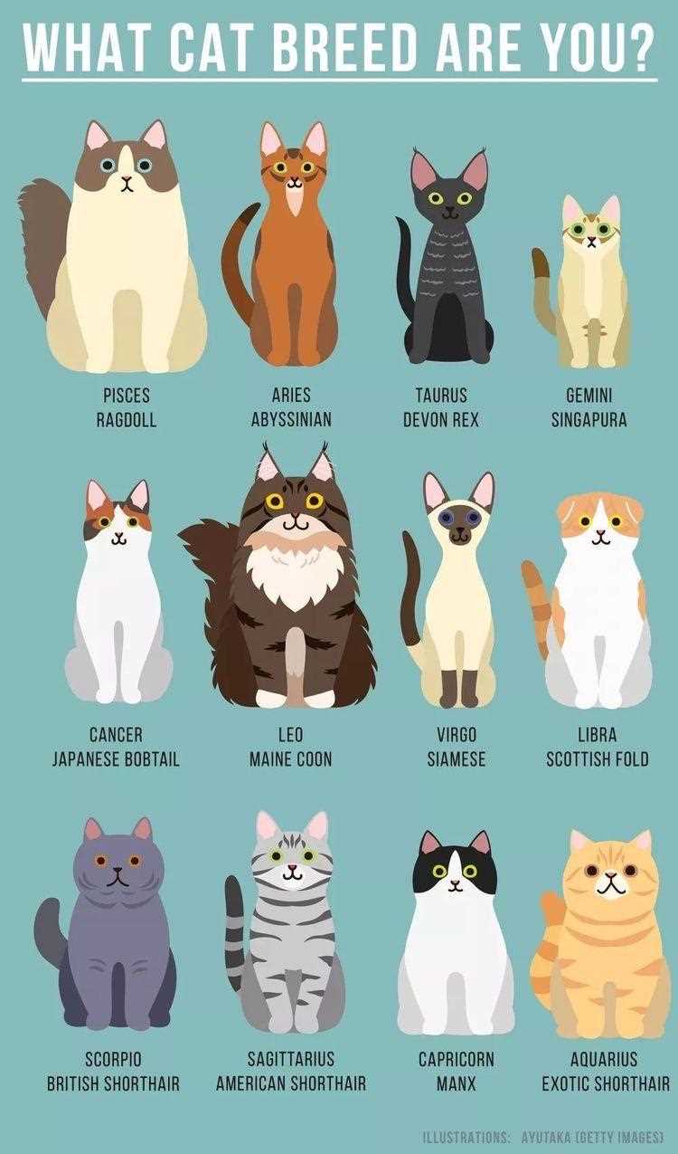 Discover Your Feline Match