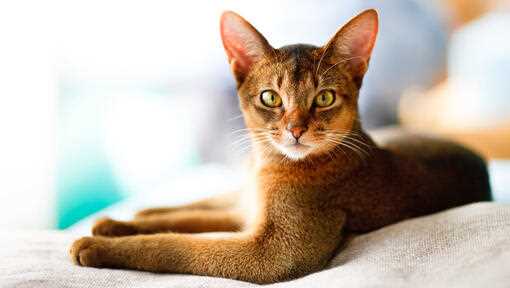 Common Health Issues Associated with Different Breeds