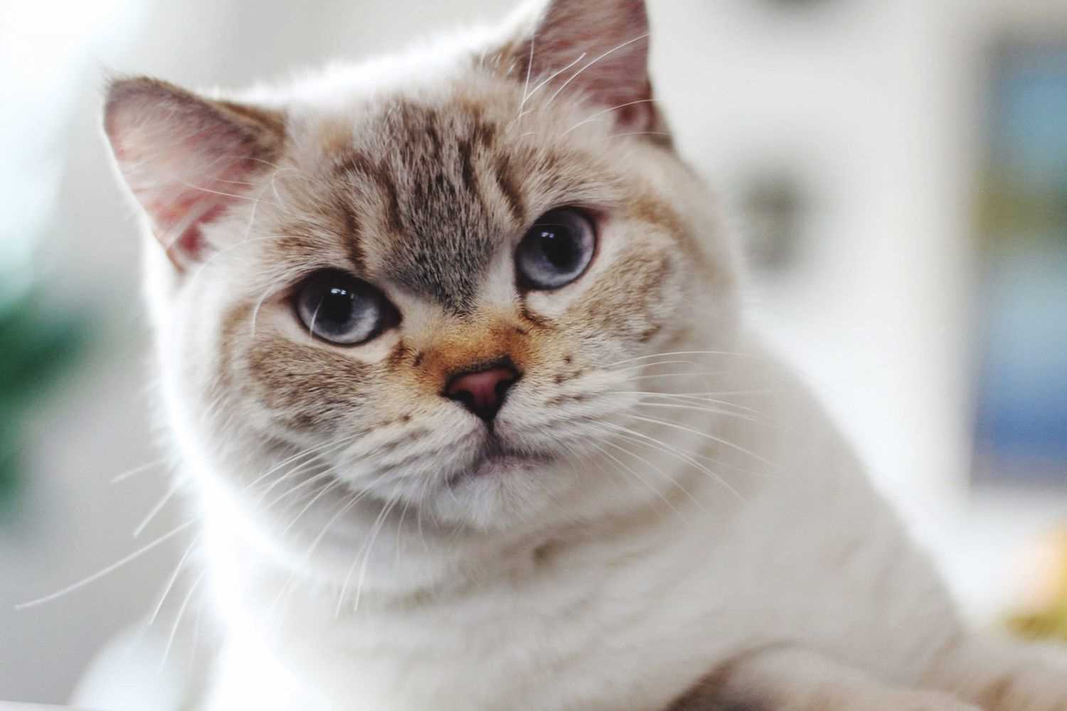 Understanding Allergies and Low-Shedding Options
