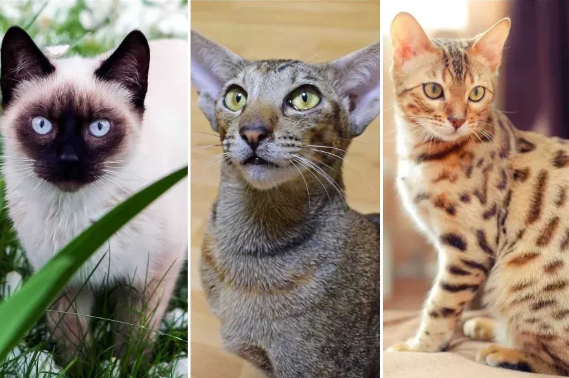Grooming Techniques for Reducing Fur Loss