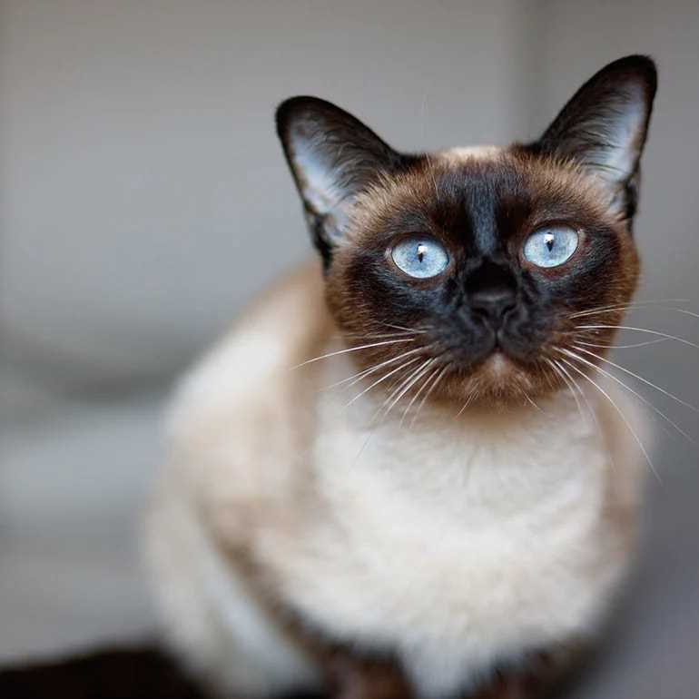 Best Breeds for Minimal Fur Loss