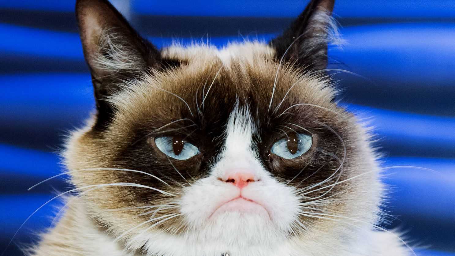 How Grumpy Cat Became a Cultural Icon and Its Legacy