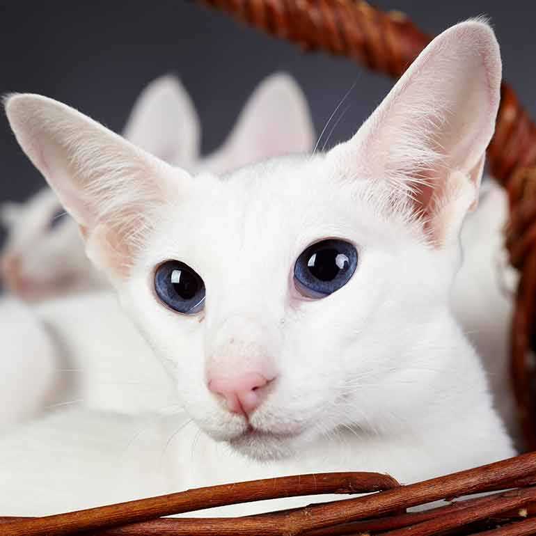 Oriental Shorthair