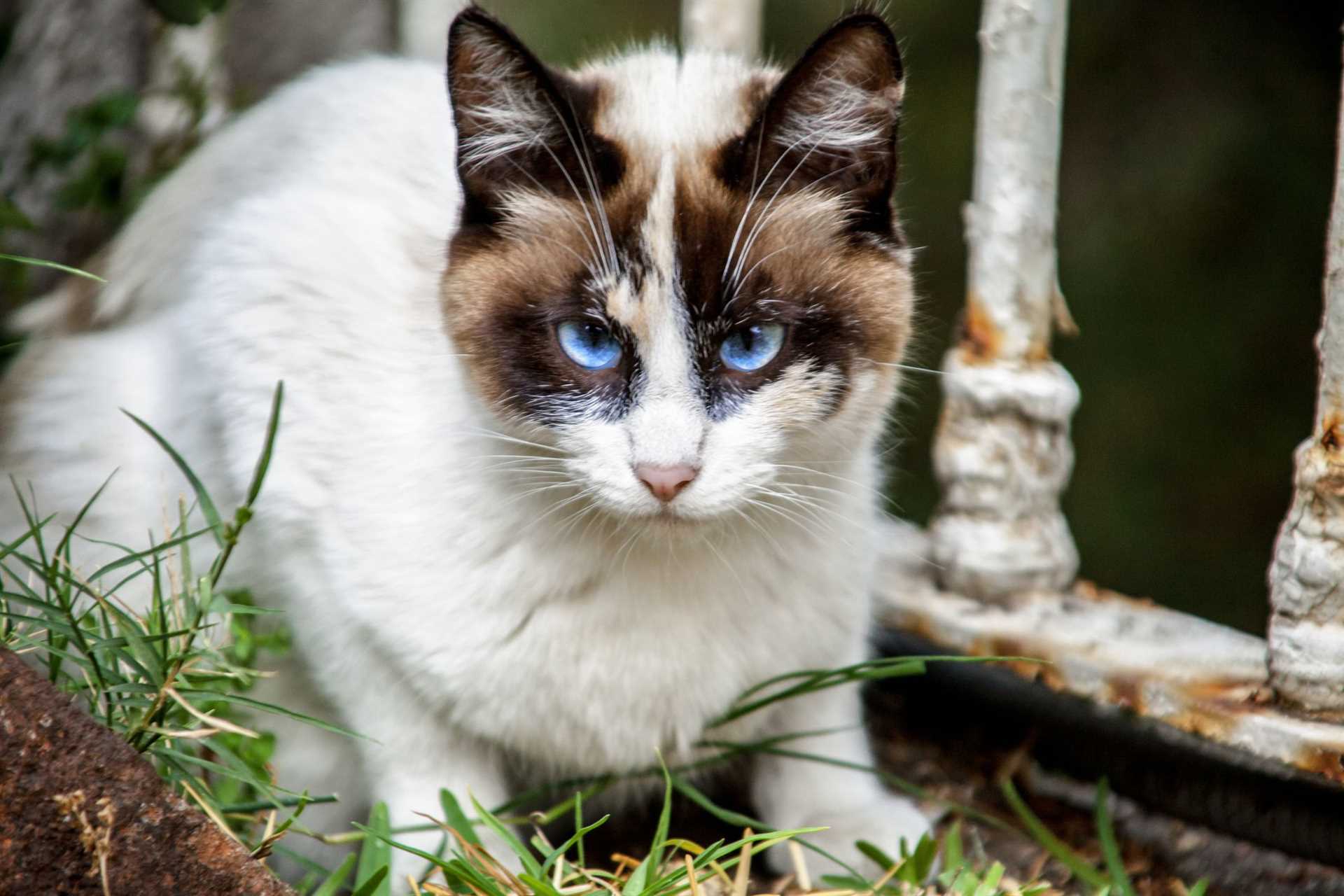 Russian Blue
