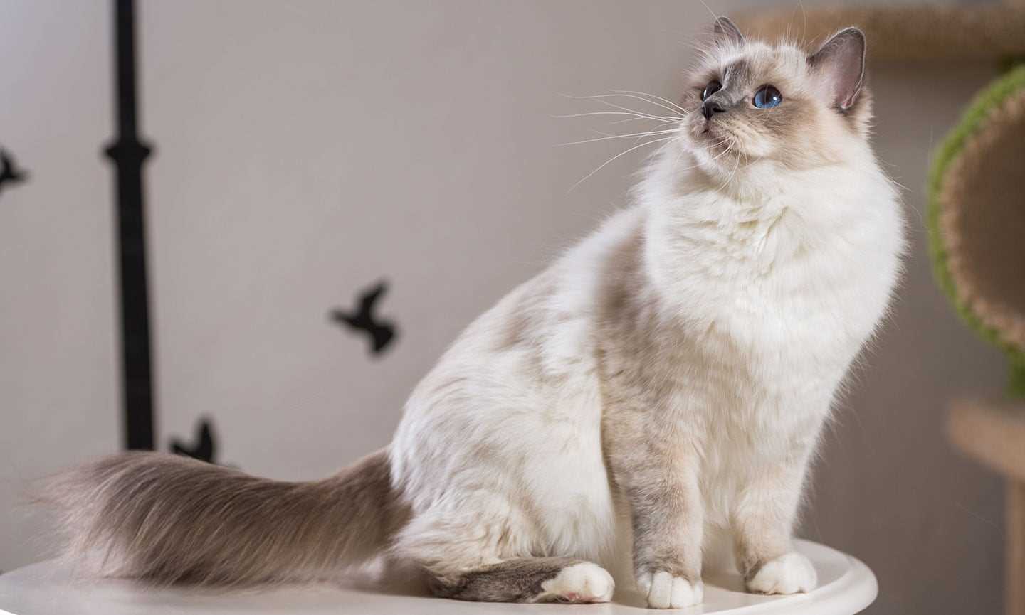 Birman
