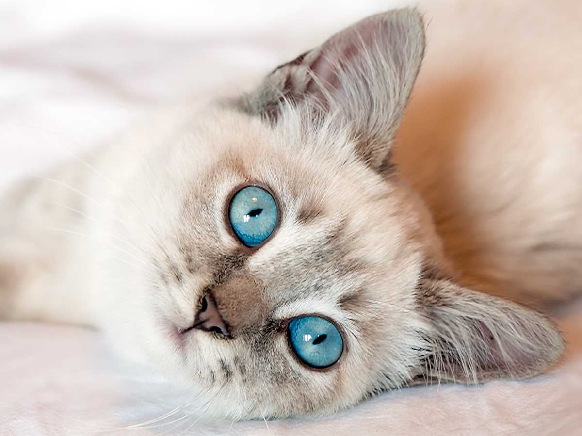 Breeds Known for Their Striking Blue Eyes