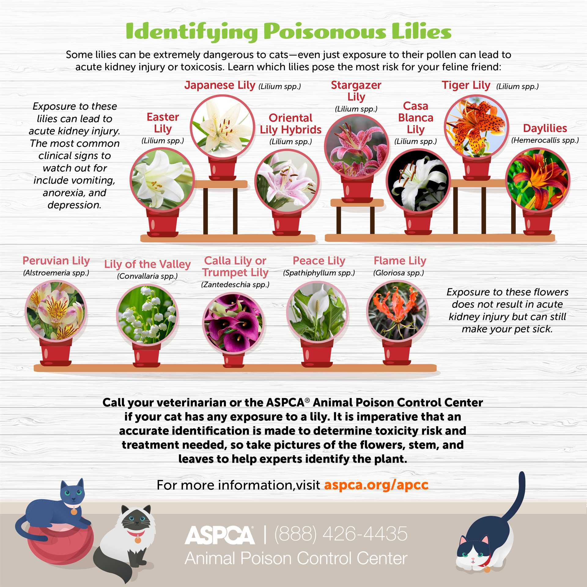 Safe alternatives for cat owners