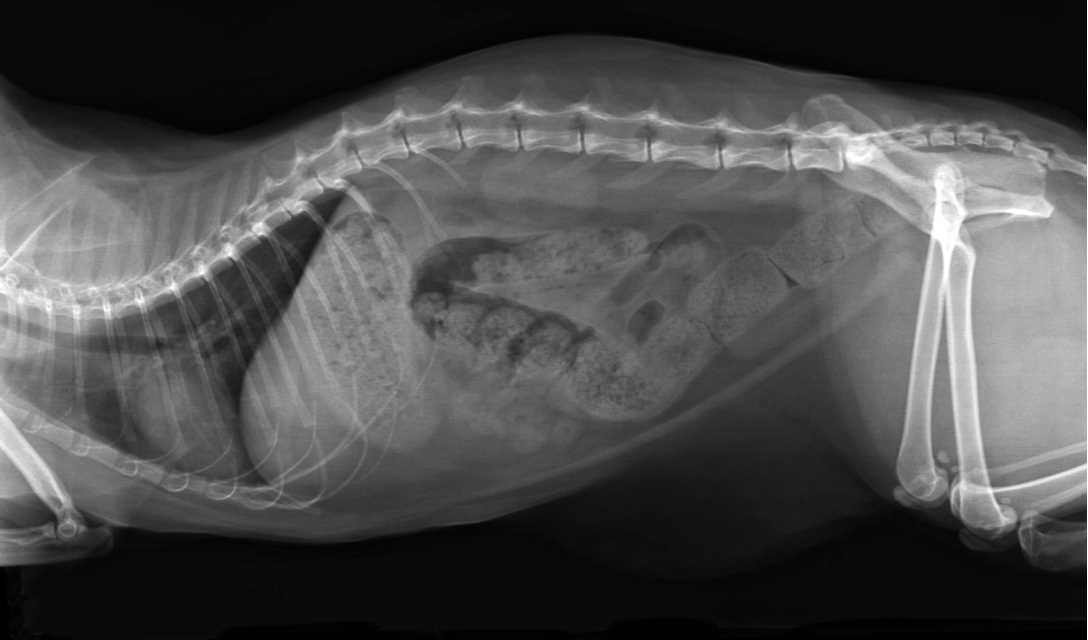 Causes of Feline Digestive Troubles