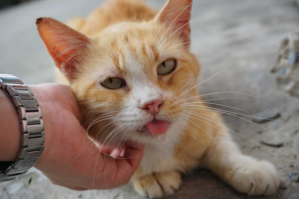 How to Manage and Treat Drooling in Your Feline Friend