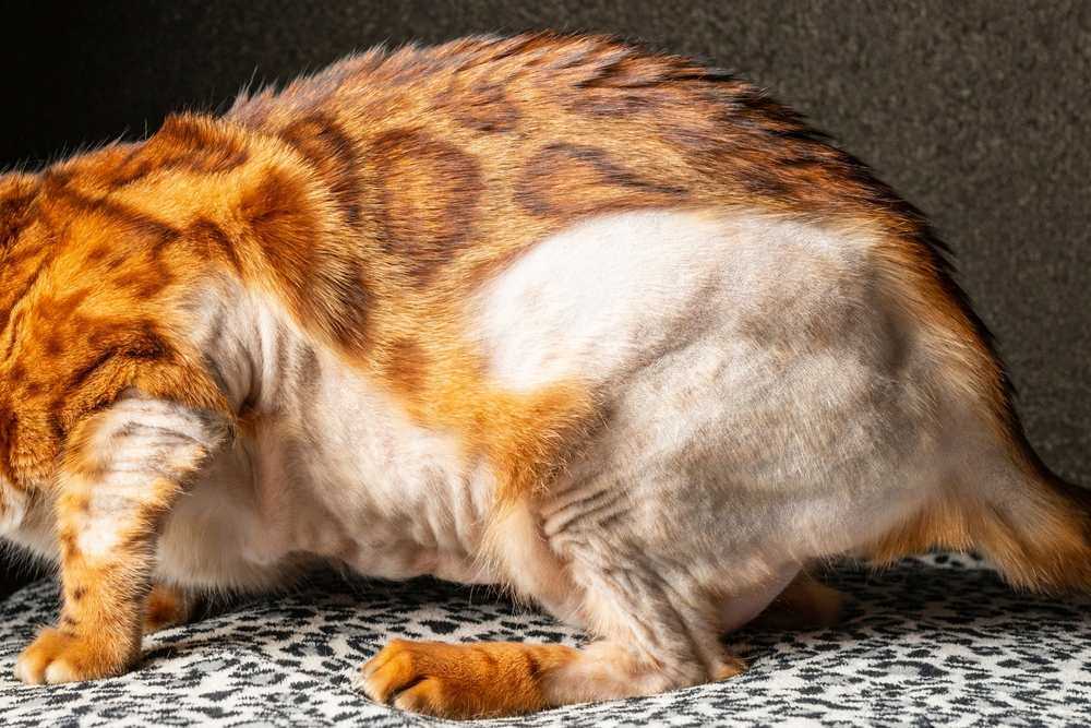 Understanding the Impact of Allergies on Feline Fur Health