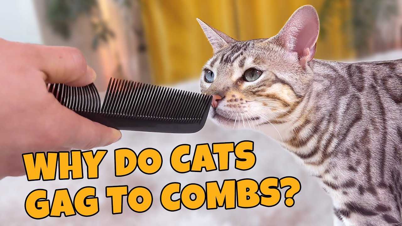 Understanding Behavior: Why Some Felines React Unfavorably