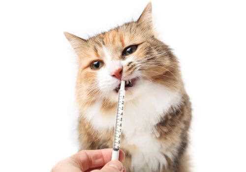 Over-the-Counter Remedies for Felines