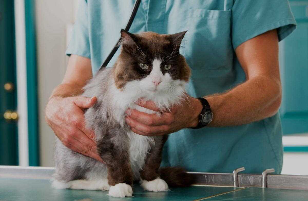 Vaccination Requirements and Schedules for Felines