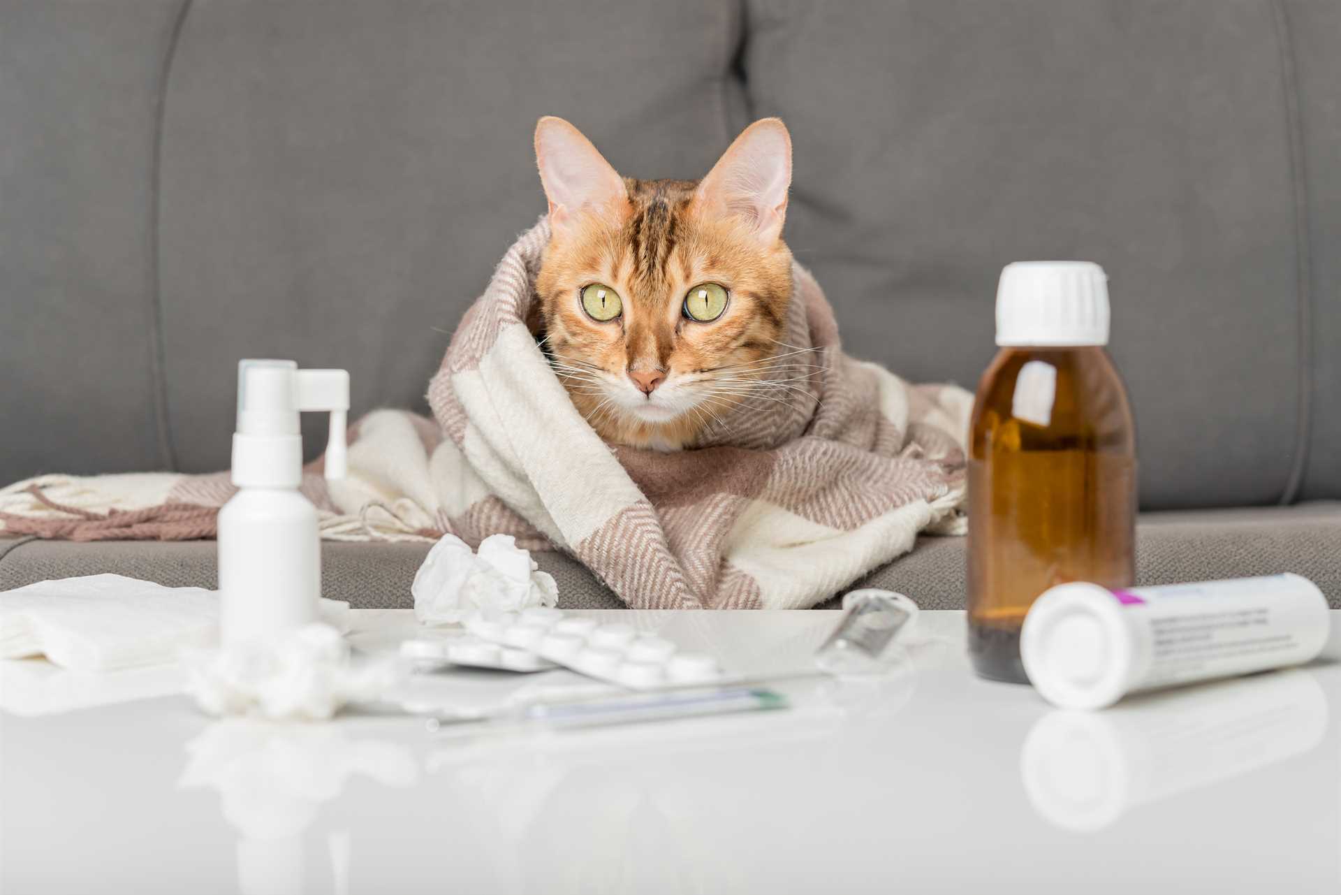 Always Consult a Veterinarian