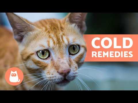 Preventive Measures to Avoid Future Colds