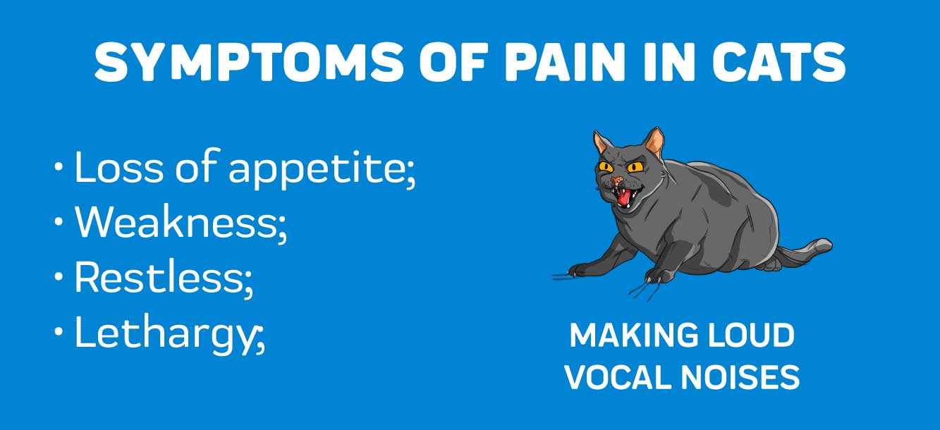 Prescription Pain Relief Options for Cats