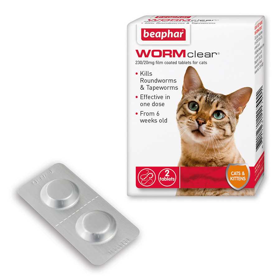 Identifying the Type of Worms in Your Cat