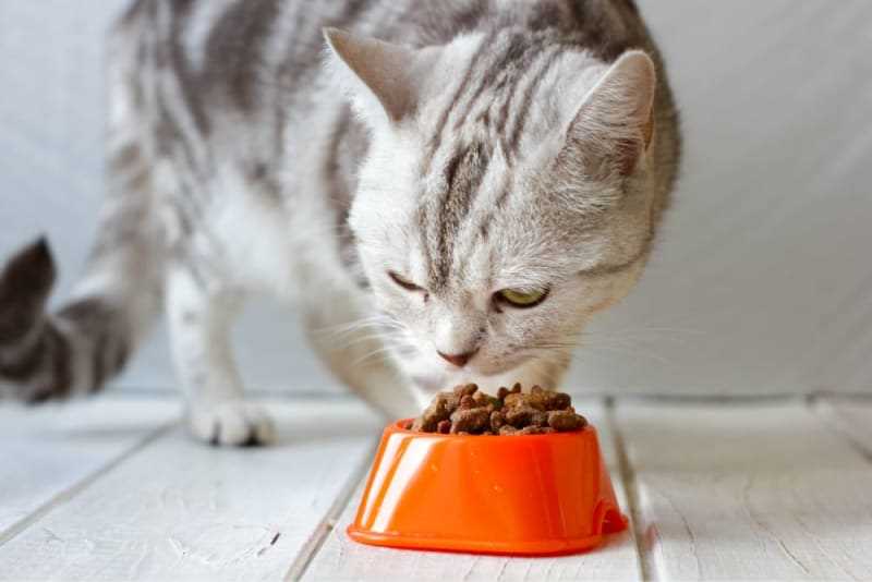 Steer Clear of Processed Cat Foods