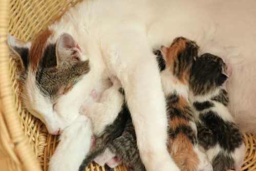 Understanding Kitten Care and Feeding
